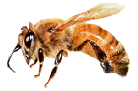 africanized honey killer bee