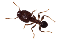 Photo Bigheaded Ant