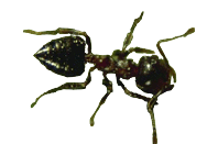 Photo field ant