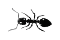 photo little black ant