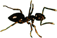 photo house ant