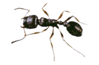 pavement ant