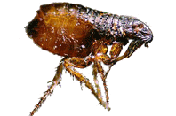 photo of flea