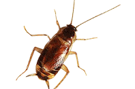 brownbanded cockroach
