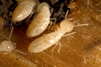 Photo termites