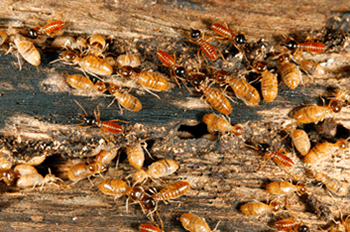Photo termites