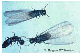 Photo of termites